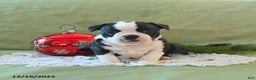 Boston Terrier dogs for sale: Jingles - Ad 12