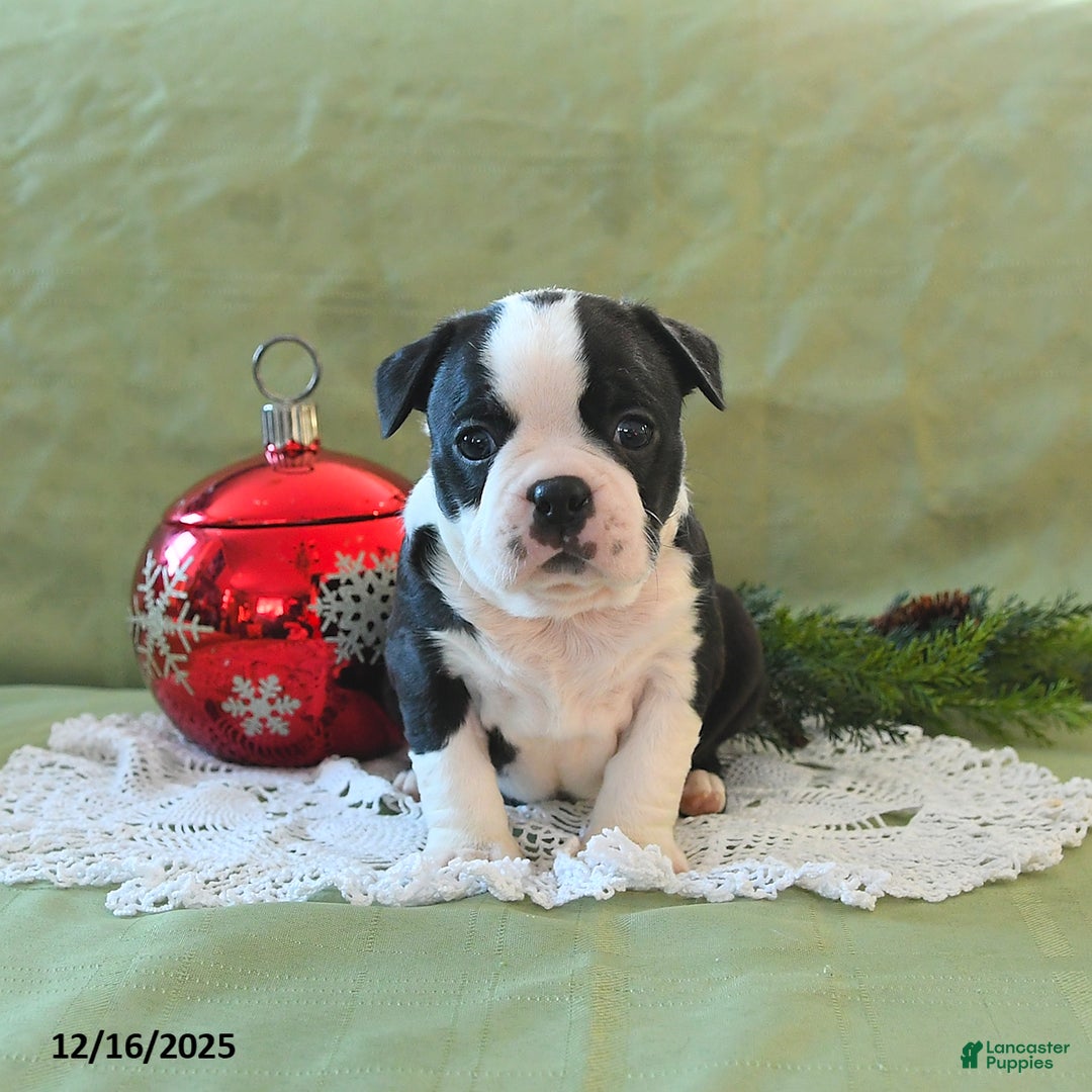 Boston Terrier dogs for sale: Jingles - Ad 12