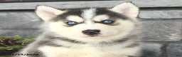 Siberian Husky dogs for sale: Gavin - Ad 3