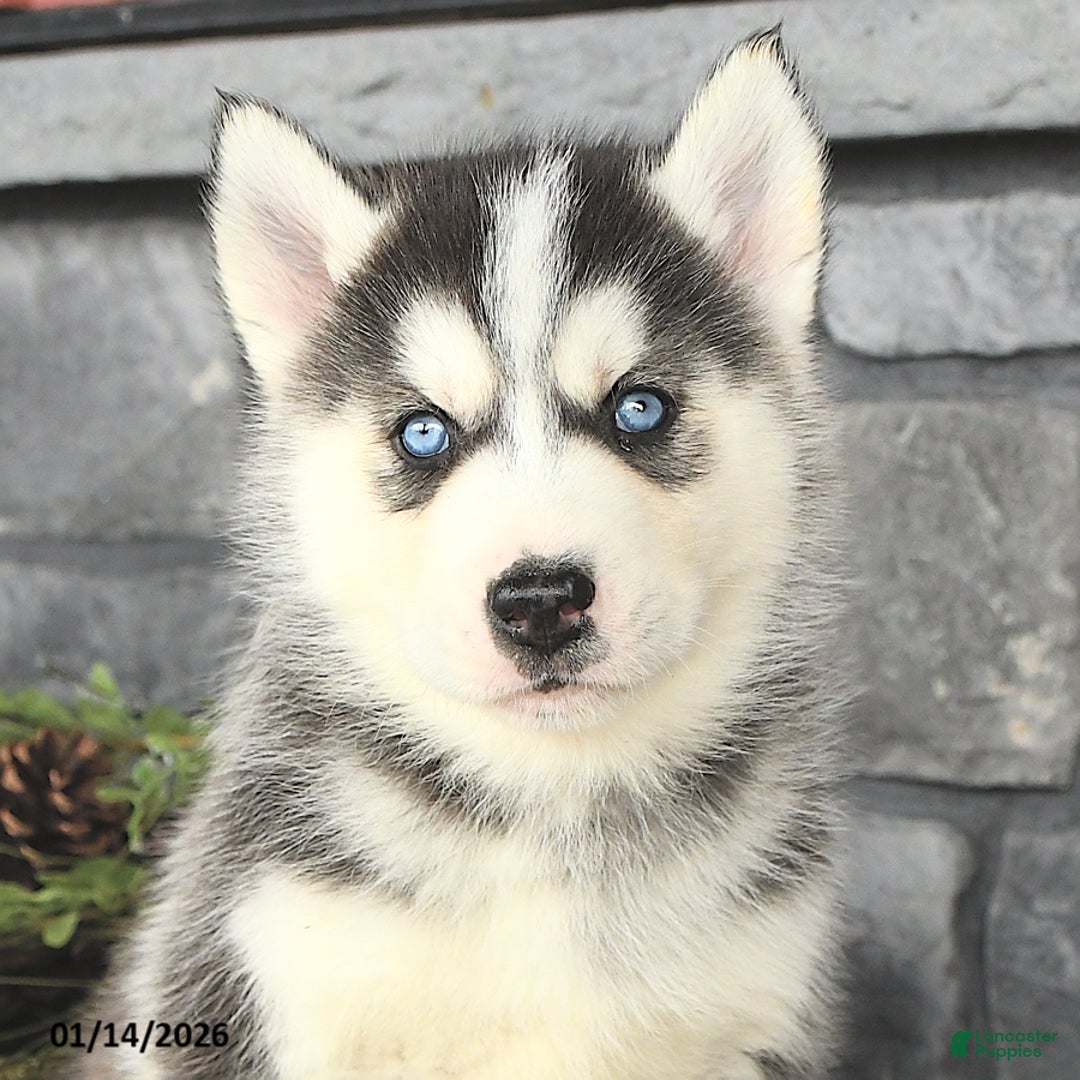 Siberian Husky dogs for sale: Gavin - Ad 3