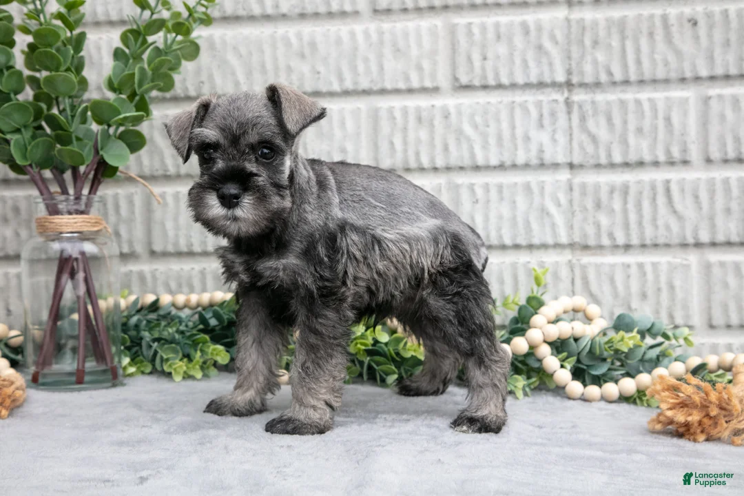 Miniature Schnauzer dogs for sale: Baxter - Ad 3