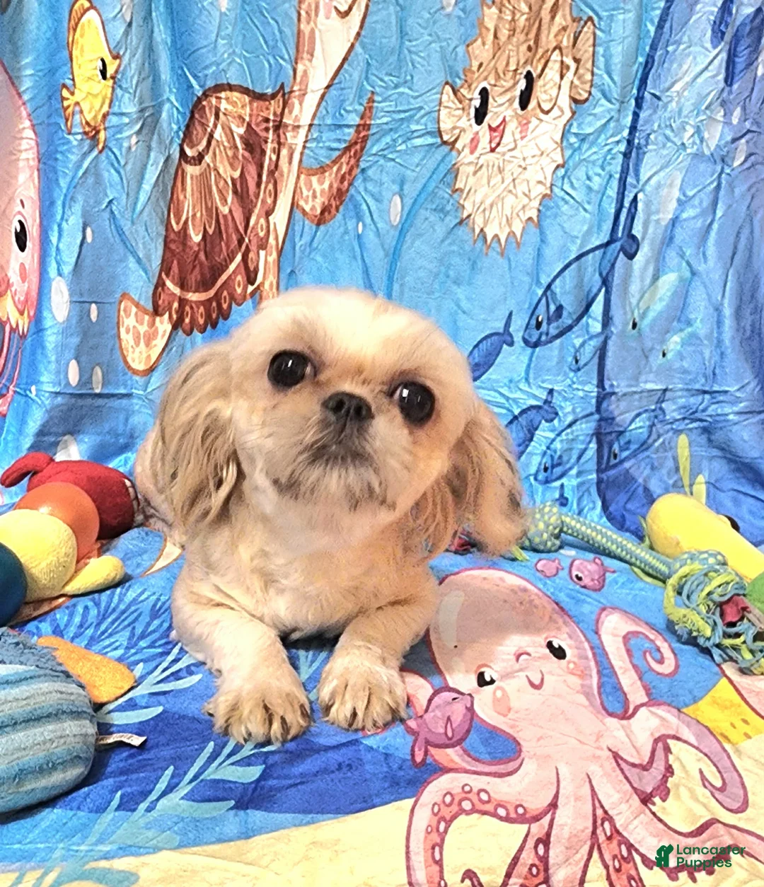 Shih Tzu dogs for sale: Shih Tzu 1 - Ad 1