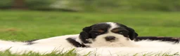Cocker Spaniel dogs for sale: Spruce - Ad 4
