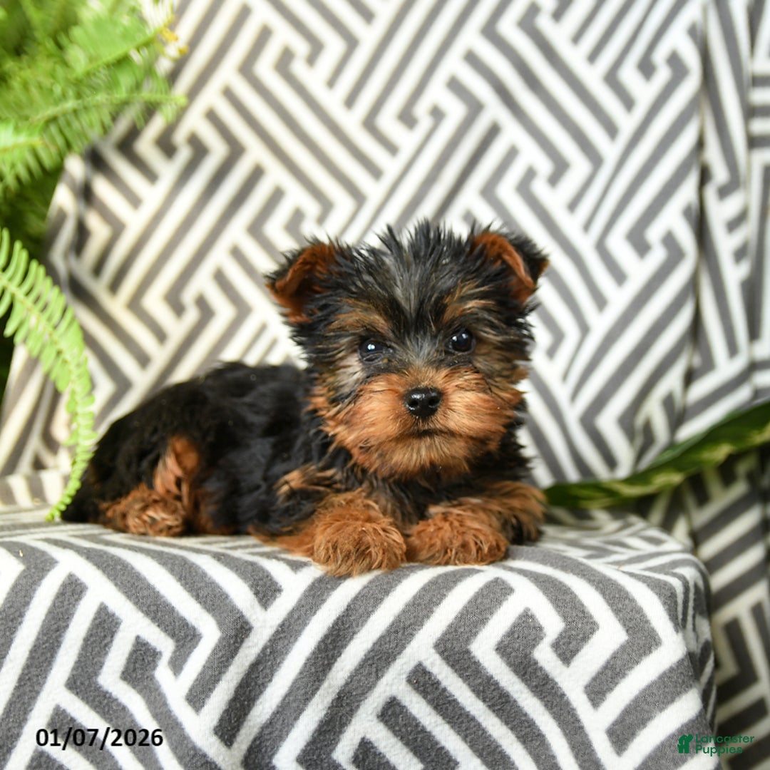 Yorkshire Terrier dogs for sale: Komet - Ad 3