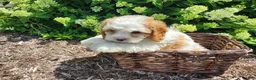 Cavapoo dogs for sale: Valentine - Ad 9