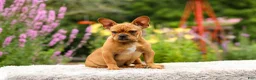 French Bulldog dogs for sale: Diesel - Ad 11