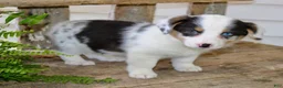 Mixed Breed dogs for sale: Gigi - Ad 5