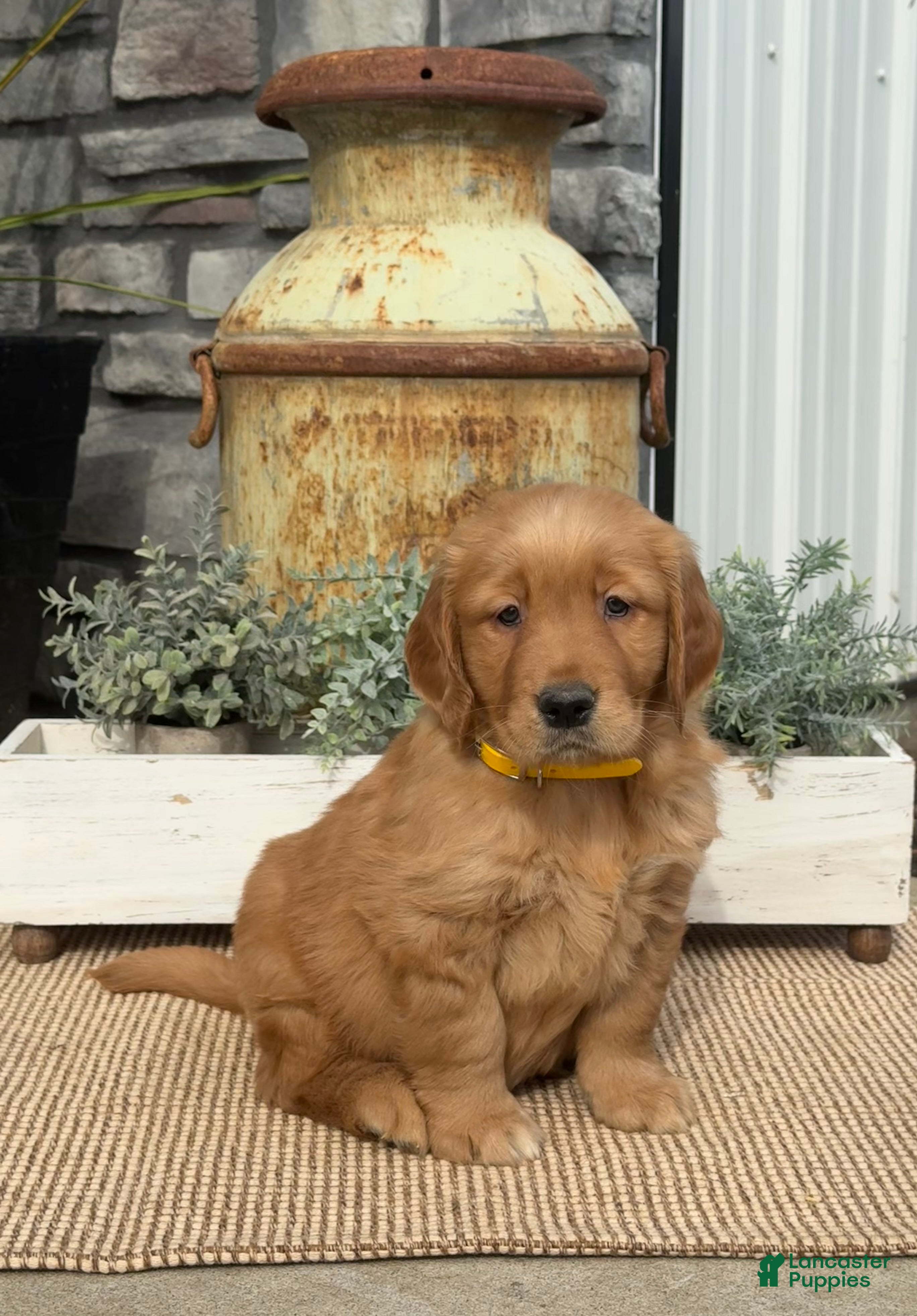 Golden Retriever dogs Buddy - Ad 1