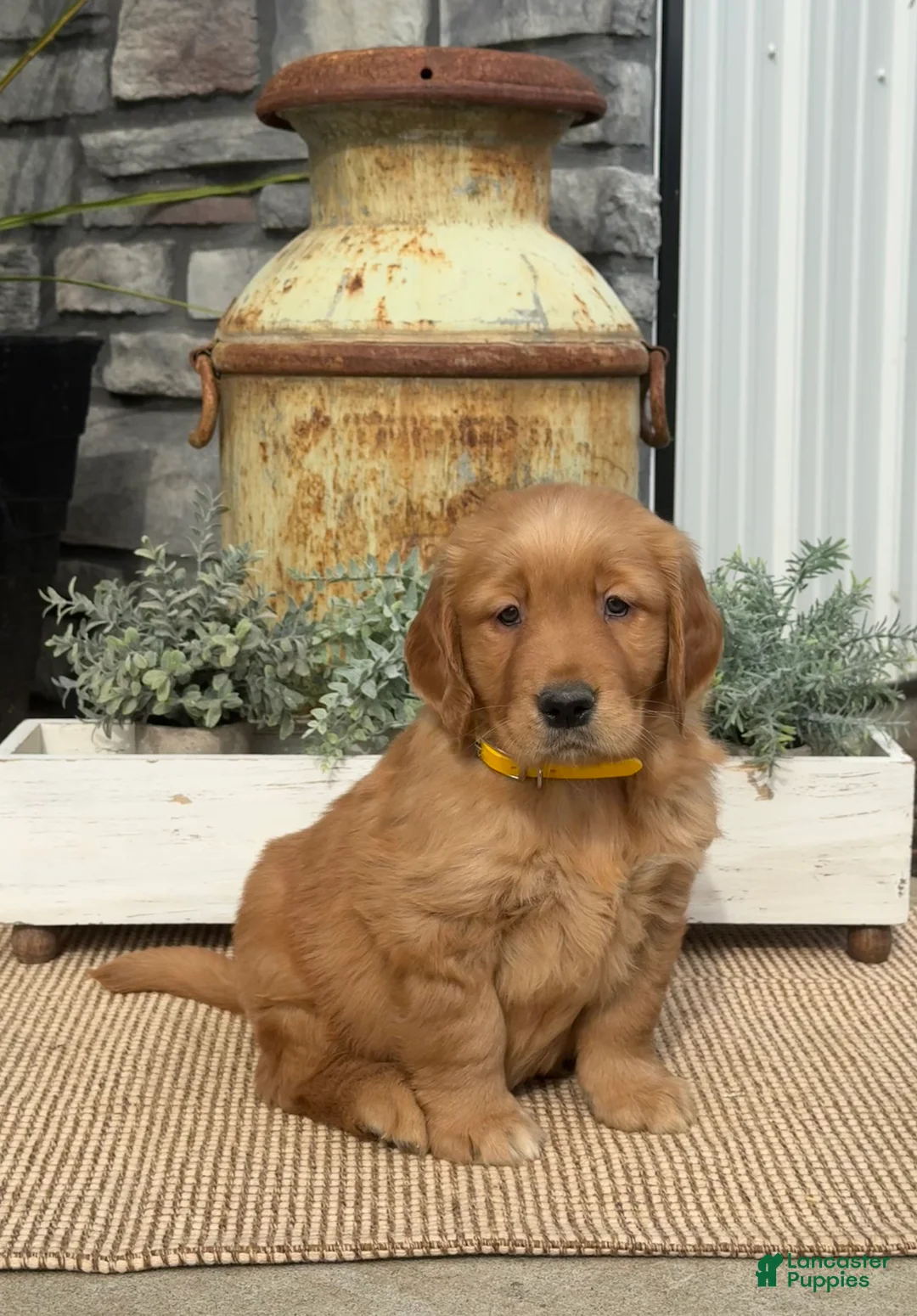 Golden Retriever dogs for sale: Buddy - Ad 1