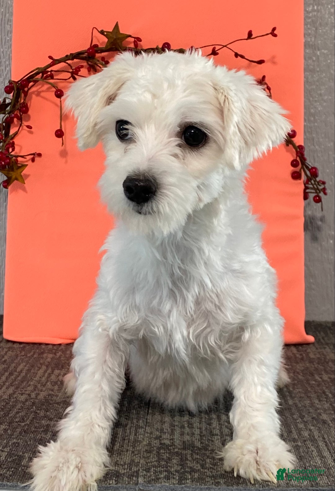 Maltese dogs for sale: James - Ad 6