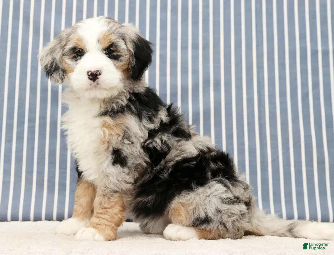 Mini Bernedoodle dogs for sale: Trina - Ad 1