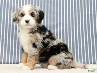 Mini Bernedoodle dogs Trina - Ad 1