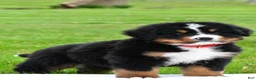 Bernese Mountain Dog dogs for sale: Rick - Ad 1