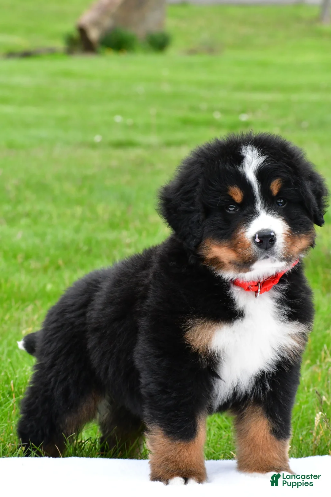 Bernese Mountain Dog dogs for sale: Rick - Ad 1