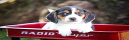 Beagle dogs for sale: Ollie Belle - Ad 13