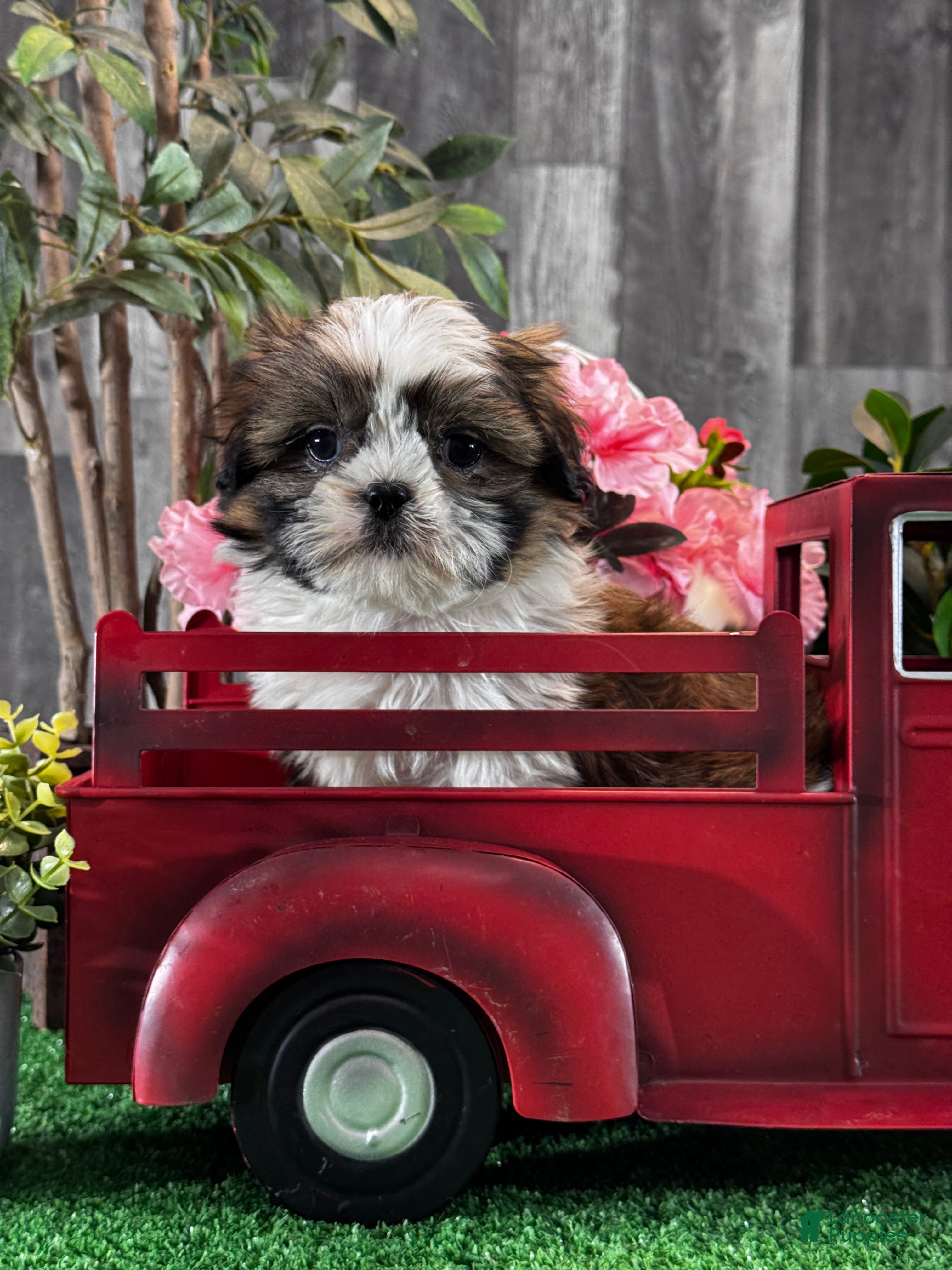 Shih Tzu dogs Stella  - Ad 25