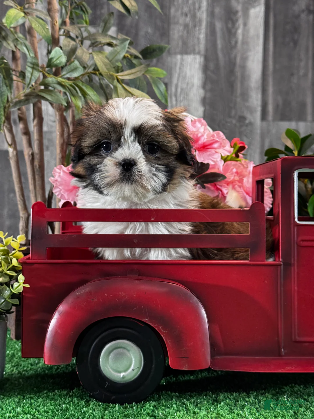 Shih Tzu dogs for sale: Stella  - Ad 1