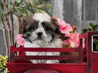 Shih Tzu dogs Stella - Ad 25