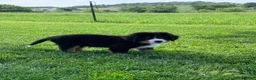 Bernese Mountain Dog dogs for sale: Snoopy - Ad 13