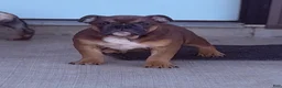 English Bulldog dogs for sale: Chewy  - Ad 3