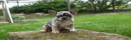 French Bulldog dogs for sale: Ace  (Blue Merle Tan) 🐶✨ - Ad 4