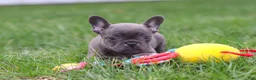 French Bulldog dogs for sale: Lexi - Ad 8