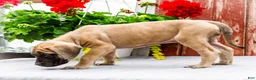 English Mastiff dogs for sale: Missy - Ad 6
