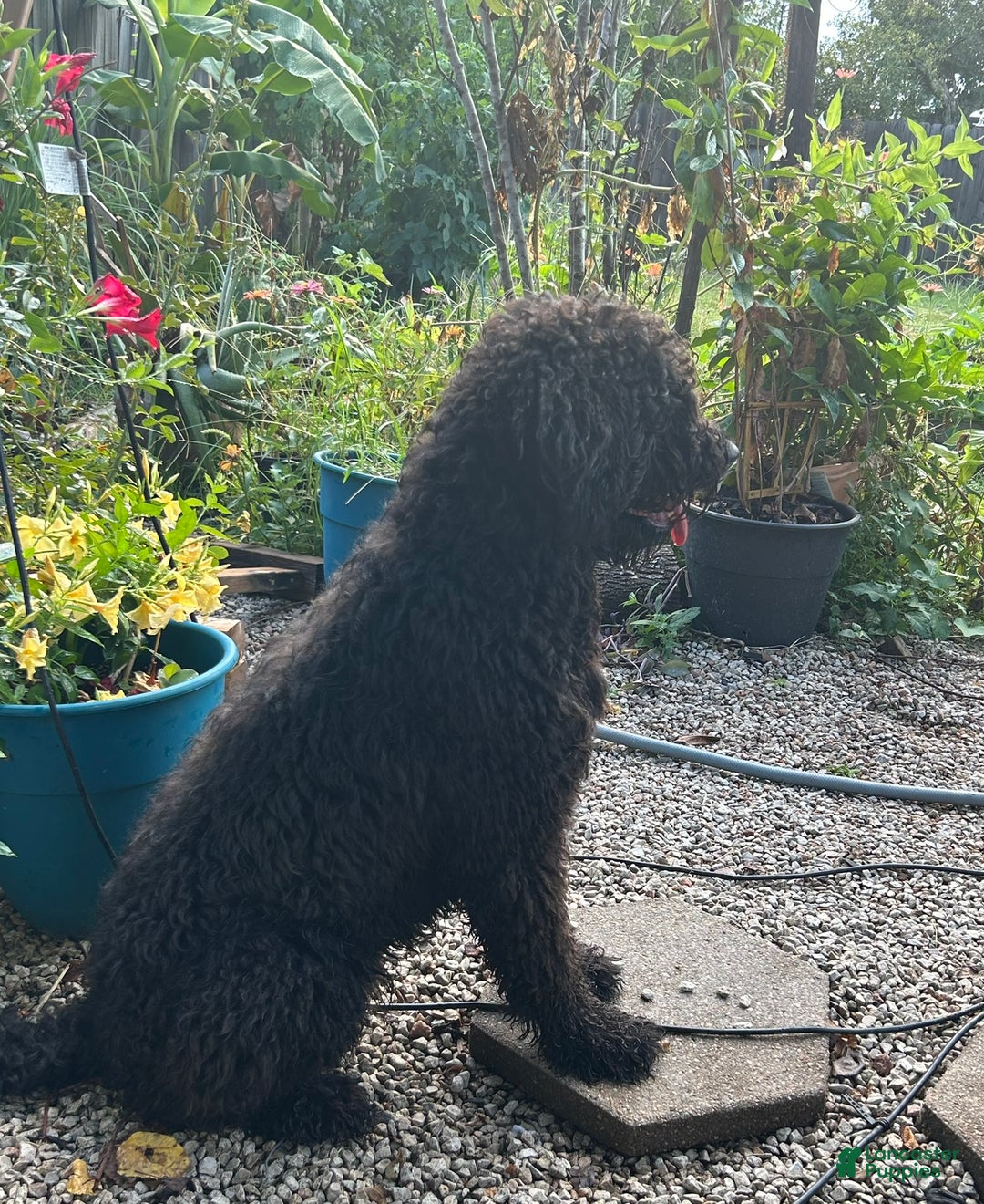 Goldendoodle dogs for sale: Goldendoodle Puppy 1 - Ad 8