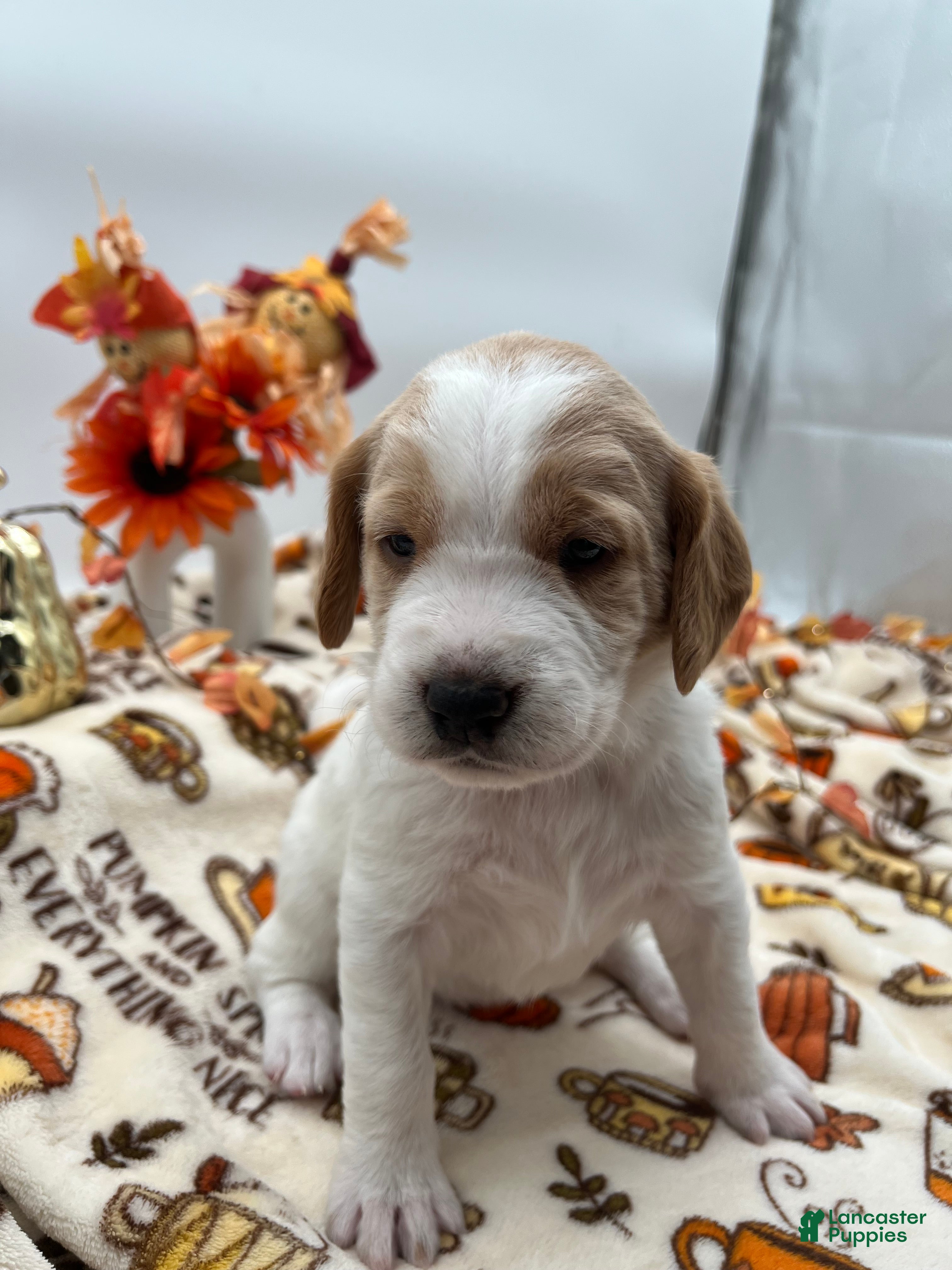 Labradoodle dogs Miss Lacey  - Ad 1