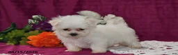 Maltese dogs for sale: Toby - Ad 3