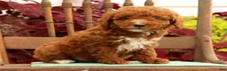 Miniature Poodle dogs for sale: Sonic - Ad 7