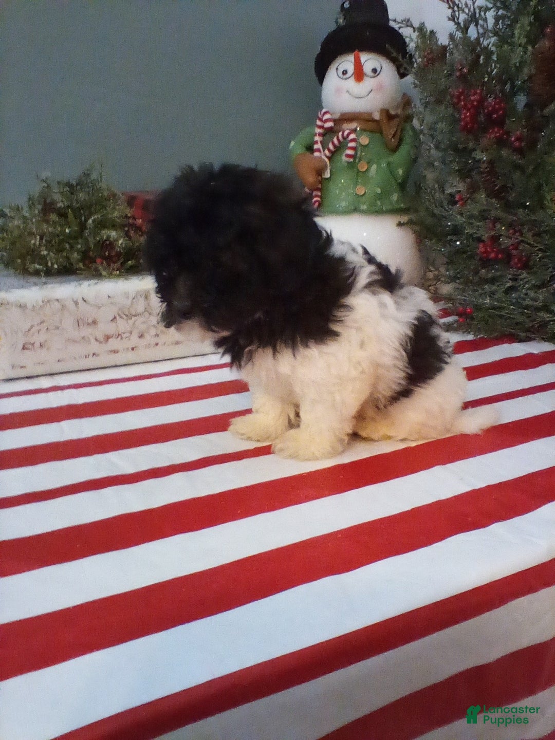 Shihpoo dogs for sale: Duke - Ad 3