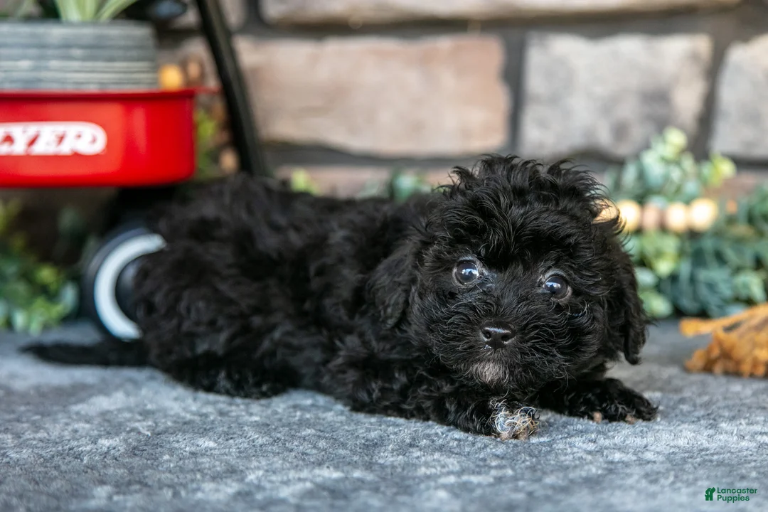 Havapoo dogs for sale: Trooper - Ad 2