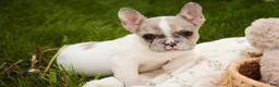 French Bulldog dogs for sale: Juliet - Ad 5