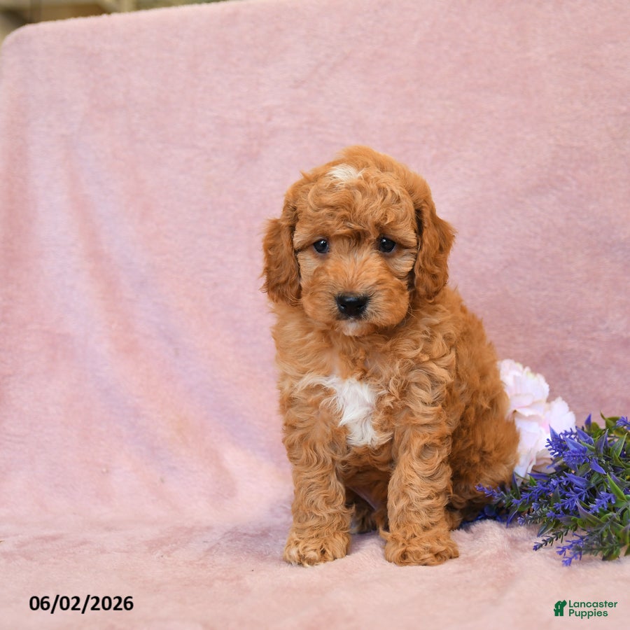 Cavapoo dogs Fido - Ad 2