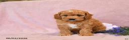 Cavapoo dogs for sale: Fido - Ad 3