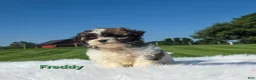 Shih Tzu dogs for sale: Freddie  - Ad 2