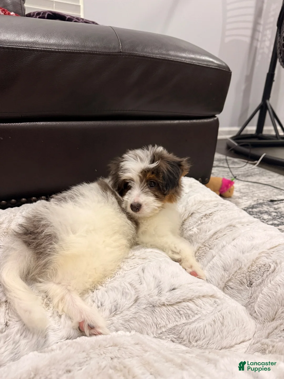 Mini Bernedoodle dogs for sale: Mini Bernedoodle 1 - Ad 2