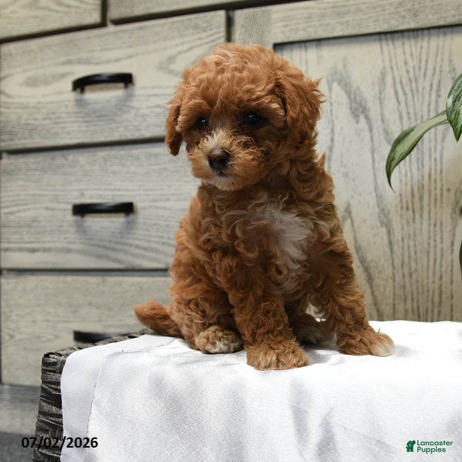 Shihpoo dogs Harper - Ad 2