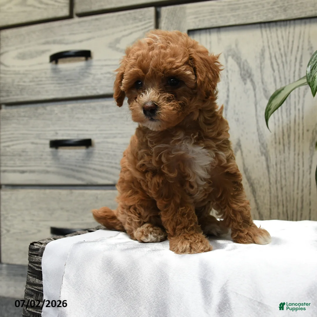 Shihpoo dogs for sale: Harper - Ad 2