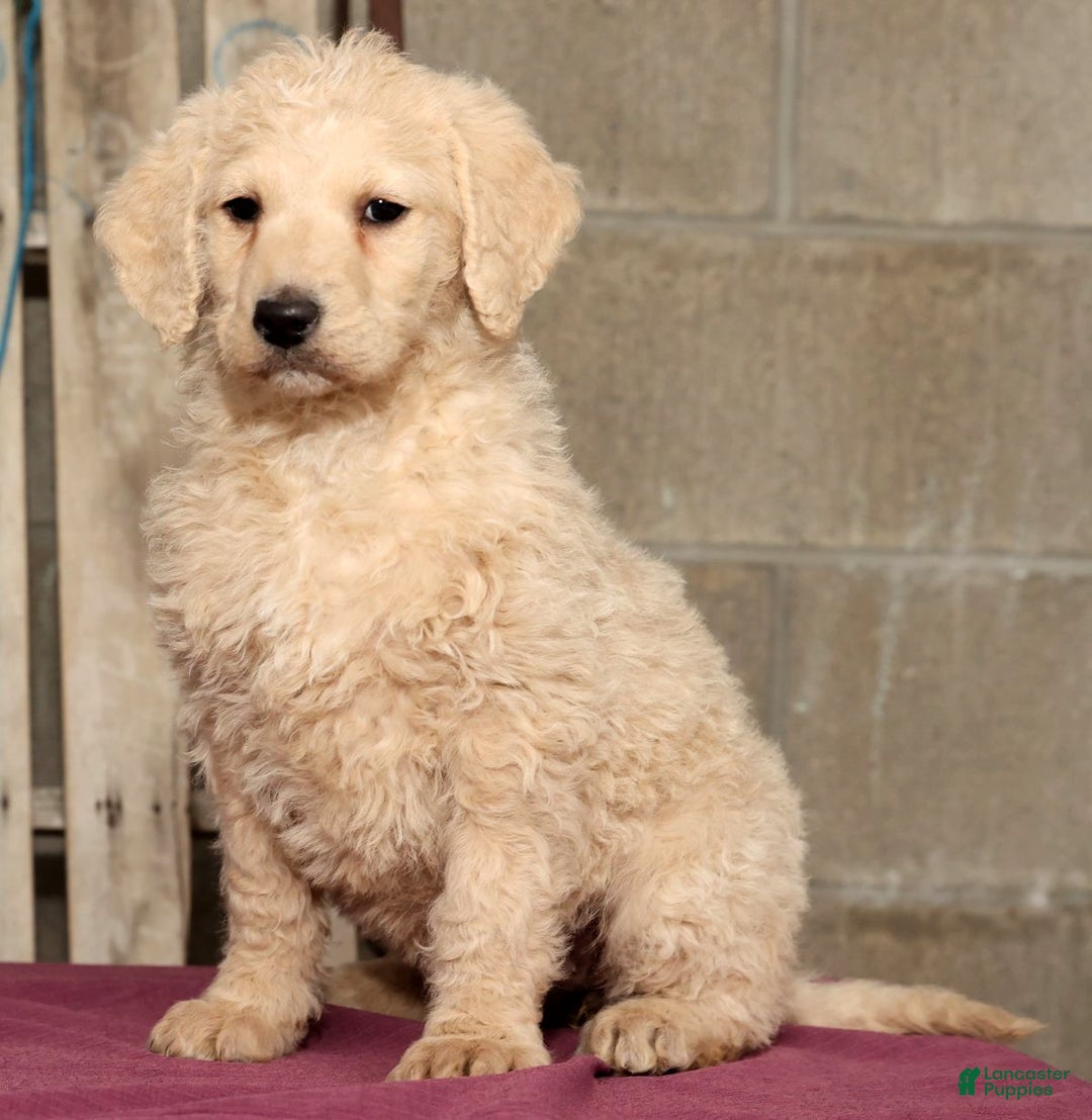 Labradoodle dogs for sale: Reese - Ad 5