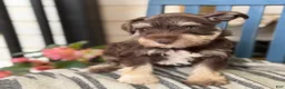 Miniature Schnauzer dogs for sale: Sophie - Ad 5