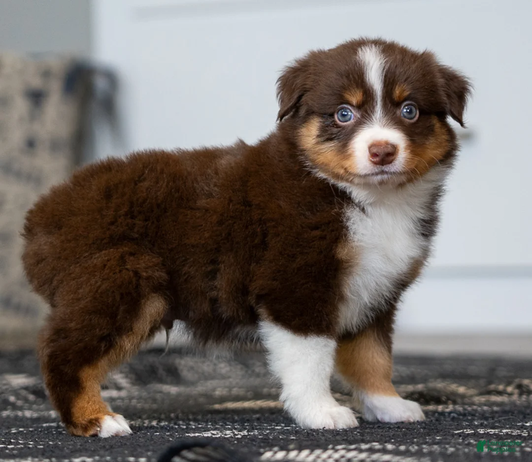 Miniature Australian Shepherd dogs for sale: Rocky - Ad 2