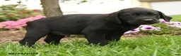 Labrador Retriever dogs for sale: Max - Ad 3