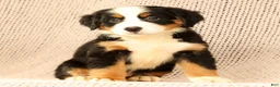 Bernese Mountain Dog dogs for sale: Cassie - Ad 7