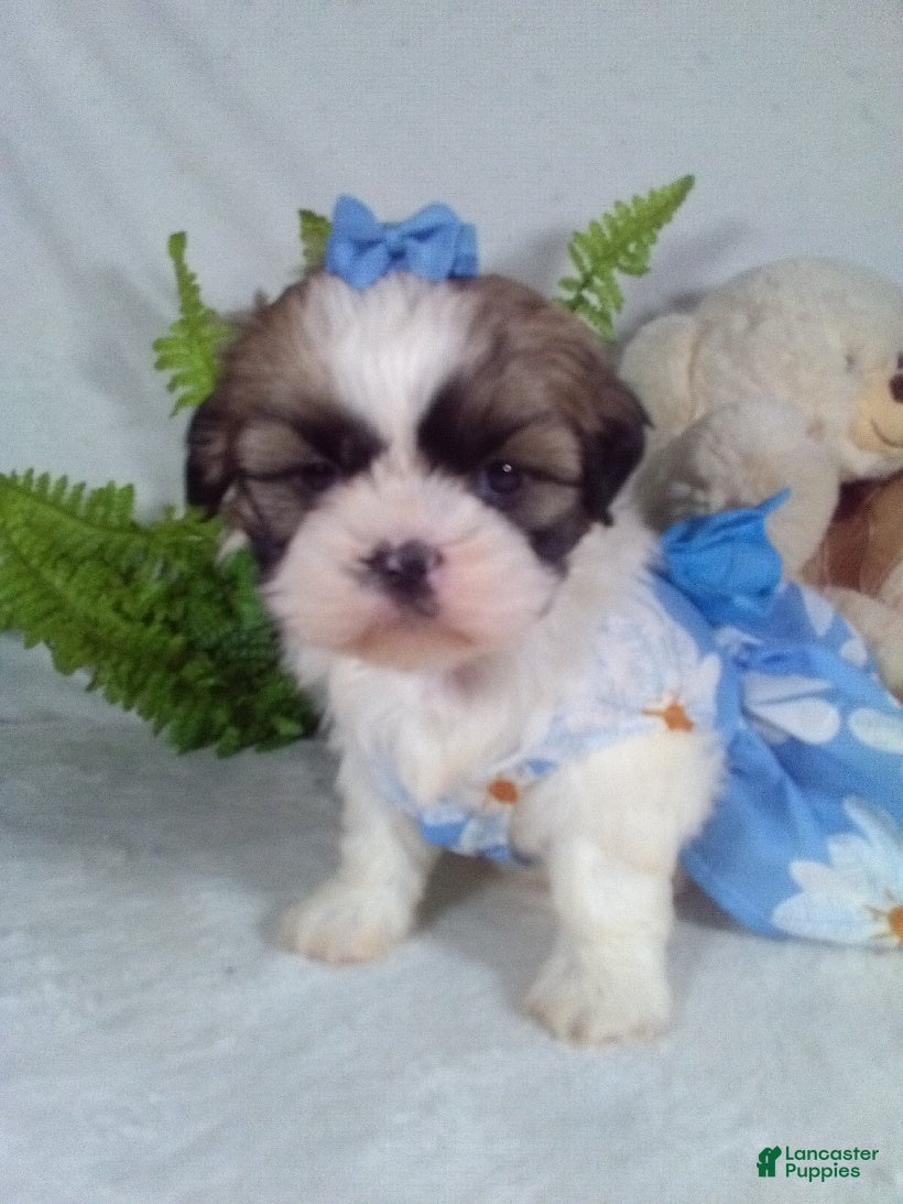 Shih Tzu dogs Candy - Ad 17