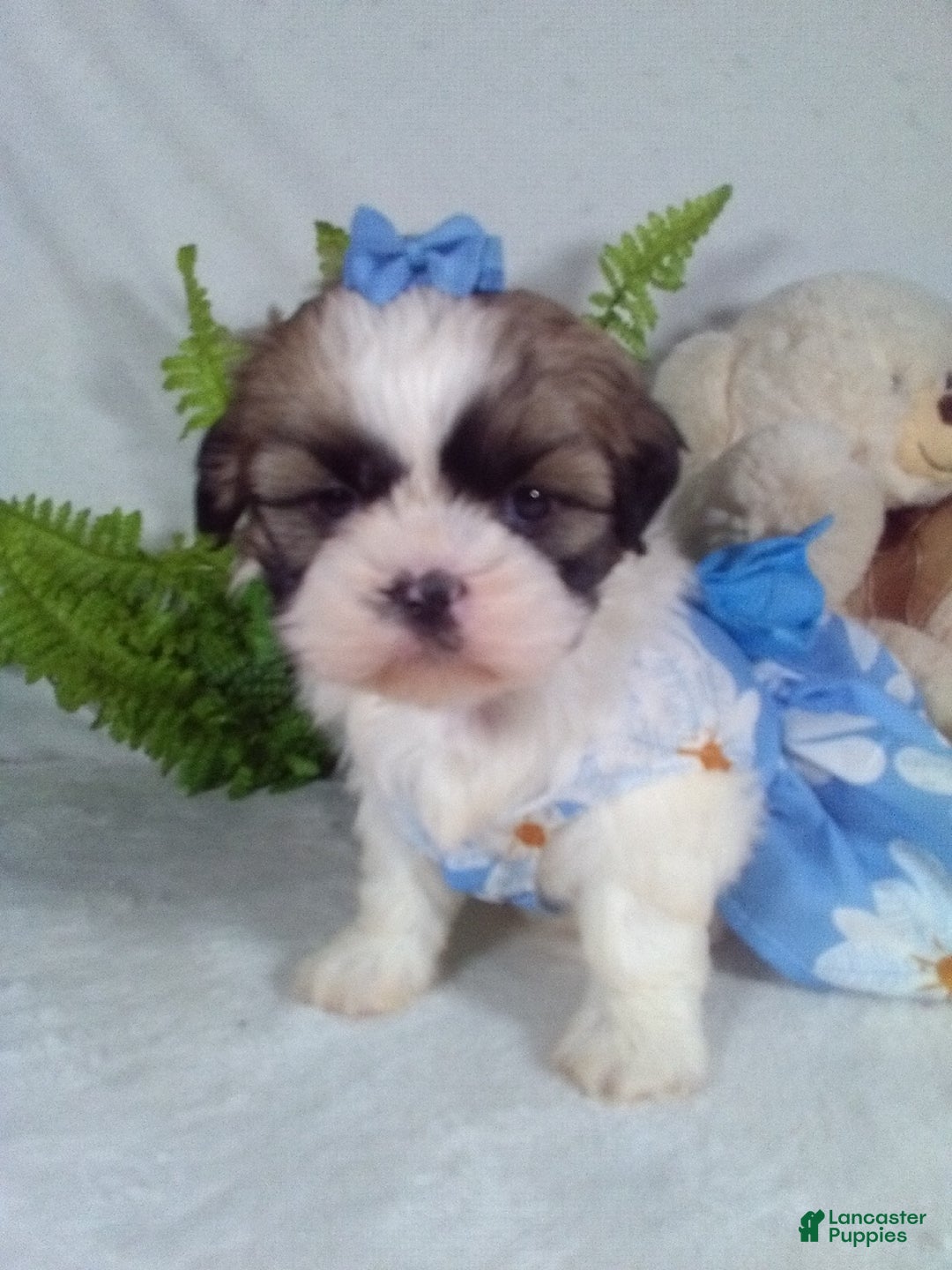 Shih Tzu dogs for sale: Candy - Ad 1