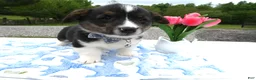 Welsh Corgi Pembroke dogs for sale: Welsh Corgi Pembroke Puppy 2 Scotty - Ad 3