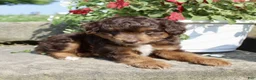 Mini Aussiedoodle dogs for sale: Zeek - Ad 6