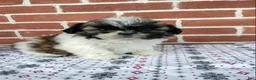 Shih Tzu dogs for sale: Doug - Ad 5